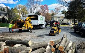 Best Storm Damage Tree Cleanup  in Cambridge, IL